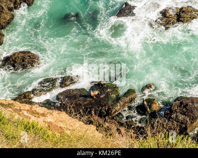 Seals at Malibu, emerald and blue water in a quite paradise beach surrounded by cliffs. Dume Cove, Malibu, California, CA, USA Stock Photo