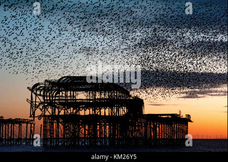 Murmuration over the ruins of Brighton's West Pier on the south coast of England. A flock of starlings swoops in unified mass over the pier at sunset.
