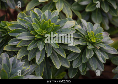 Euphorbia amygdaloides var. robbiae Stock Photo