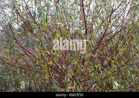Salix alba var. vitellina 'Britzensis' Stock Photo