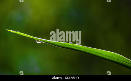 photograph of a leave with morning dew forming drops of water on it. taken in akaka remo, Ogun state, Nigeria Stock Photo