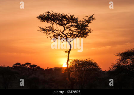 Silhouette of an acacia tree at sunset, Serengeti National Park, Tanzania, Africa