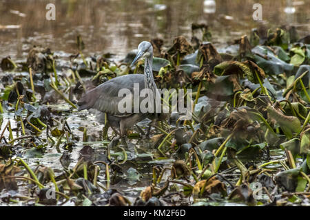Malton Mowbray, UK. 3rd December, 2017. Mild dry day Grey Heron spends the last hours of last of the day fishing in local pond plastic and glass bottles float, as the evening light fulls into dusk. Credit: Clifford Norton/Alamy Live News Stock Photo