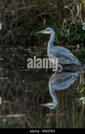 Malton Mowbray, UK. 3rd December, 2017. Mild dry day Grey Heron spends the last hours of last of the day fishing in local pond plastic and glass bottles float, as the evening light fulls into dusk. Credit: Clifford Norton/Alamy Live News Stock Photo