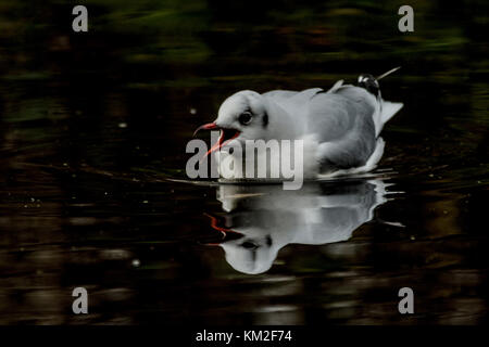 Malton Mowbray, UK. 3rd December, 2017. Mild dry day Grey Heron spends the last hours of last of the day fishing in local pond plastic and glass bottles float, as the evening light fulls into dusk. Credit: Clifford Norton/Alamy Live News Stock Photo