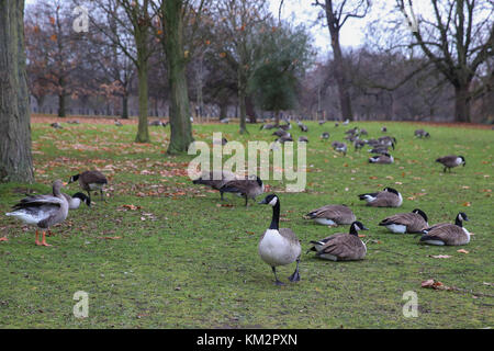 Hyde Park. London, UK. 4th Dec, 2017. Ducks in Hyde park on a dull and cloudy day in the capital Credit: Dinendra Haria/Alamy Live News Stock Photo