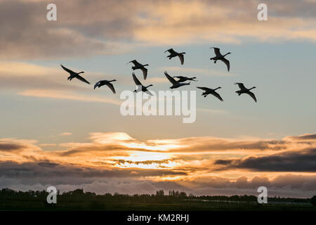 Burscough, Lancashire.  UK Weather. 4th December, 2017. Sunset over Martin Mere as migratory whooper swans return to roost on the wetland WWT nature reserve.  Every winter, around 2,000 whooper swans arrive. WWT hosts thousands of Icelandic-breeding whooper swans, attracted by the safe roosting areas (free of predators). This Ramsar-rated marshland is the site for spectacular displays of feather and flight provided by huge migrant flocks of ducks, geese and swans.  Credit:MediaWorldImages/AlamyLiveNews Stock Photo