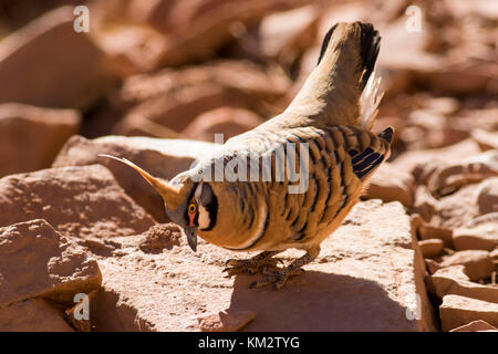 Spinifex Pigeon (Geophaps plumifera) race 'leucogaster'. Ormiston Gorge, West MacDonnell Ranges, Northern Territory, Australia Stock Photo