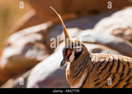 Spinifex Pigeon (Geophaps plumifera) race 'leucogaster'. Ormiston Gorge, West MacDonnell Ranges, Northern Territory, Australia Stock Photo