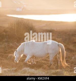 White horse - Andalusian stallion and sunset scenery Stock Photo