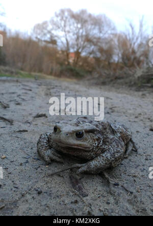 A common toad found along a muddy trail. Stock Photo