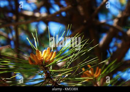 a budding pine tree in the USA Stock Photo