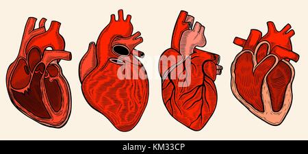 Set of Real heart. Vector illustration image, isolated on white Stock Vector