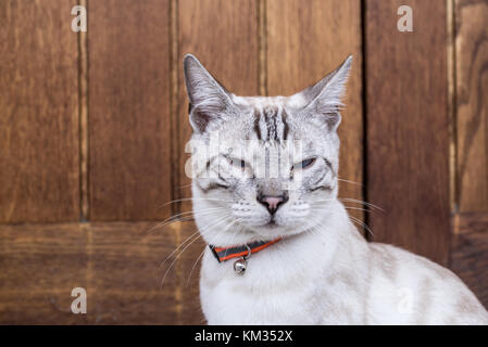 Portrait of a white Bengal cat, a domestic cat breed, wearing cat collar bell Stock Photo