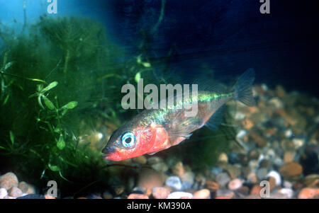 Male Three-spined stickleback (Gasterosteus aculeatus aculeatus) in red breeding garb. Stock Photo