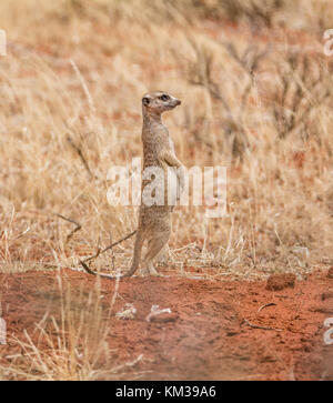 A female Meerkat stands guard at the burrow as the others forage in ...