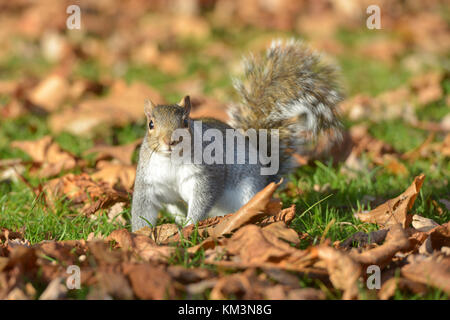 Grey squirrel in Kensington Gardens, London. Stock Photo