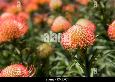 Yellow flowering leucospermum bushes, also known as pincushion protea. Stunning inflorescences, blooming in early spring. Plant belonging to Proteacea Stock Photo