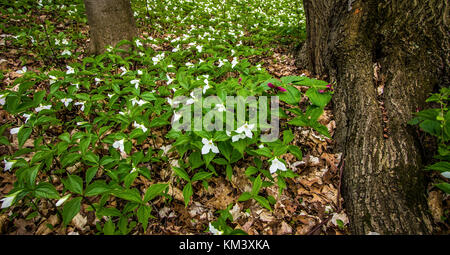 Spring Wildflower Background. White trillium grandiflorum in a northern Michigan forest. Trillium are the official wildflower of Ohio and Ontario Stock Photo