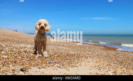 Poodles on Walmer Beach Stock Photo