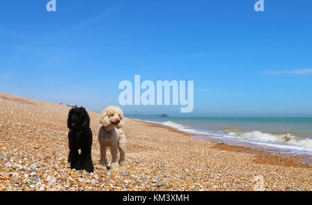 Poodle friends on Walmer Beach Stock Photo