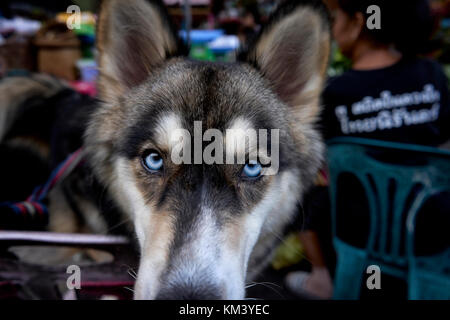 Dog. Siberian Husky, eyes, closeup, animal close up face. Stock Photo