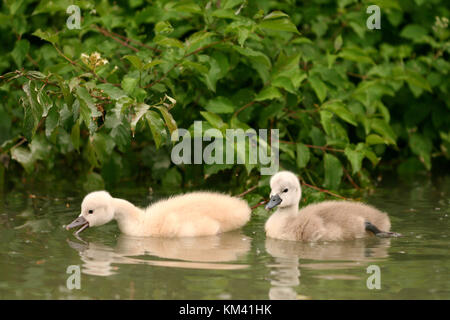 Two Mute Swan chicks (Cygnus olor), Italy. Stock Photo