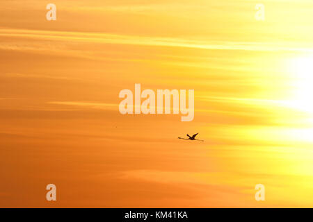 A Greater Flamingo (Phoenicopterus roseus) in flight at the sunset, Camargue, France. Stock Photo