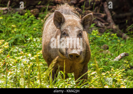 Schwein, Pig, Wildschwein, Sus scrofa, Jungtier, Cub, Wild boar, common  wild pig, wild pig, Schwarzkittel, wild swine Stock Photo - Alamy