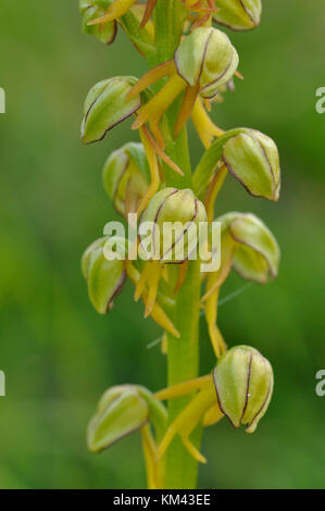 Man Orchid,Orchis anthropophora,close up, endangered, Flowers yellow green, Wiltshire,UK Stock Photo