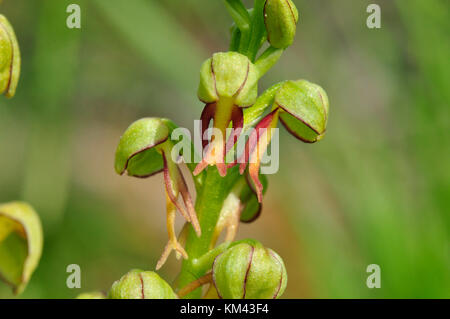 Man Orchid,Orchis anthropophora,close up, endangered, Flowers yellow green, Wiltshire,UK Stock Photo