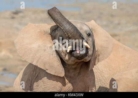 A young elephant flaps his ears and waves his trunk at the camera in a display of aggression, pink tongue showing between baby tusks Stock Photo