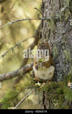 Red Squirrel (Tamiasciurus hudsonicus) eating a cone perched on a limb in boreal forest, Isle Royal National Park Stock Photo