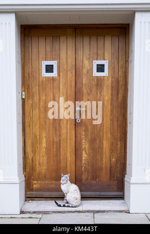 White Bengal cat wearing cat collar bell, sitting outside in front of a wooden door Stock Photo