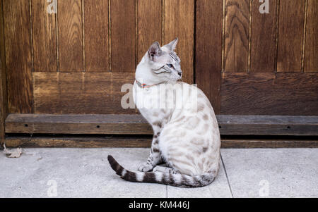 White Bengal cat, a domestic cat breed with blue eyes wearing cat collar bell, sitting outside in front of a door Stock Photo