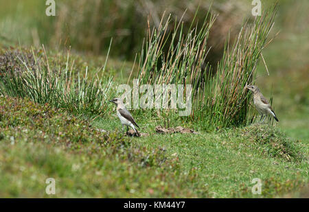 Juvenile Wheatear-Oenanthe oenanthe begs parent for food. Uk Stock Photo