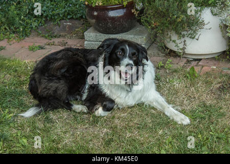 A dog (border collie) lies on the grass in a patio garden, mouth open and foreleg outstretched, gazing calmly and lovingly up at someone off camera. Stock Photo
