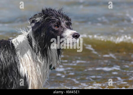 A wet dog (border collie) stands by the ocean, intently watching its master (off camera) and waiting for the next throw in a game of fetch. Stock Photo