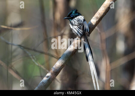 A male Madagascar Paradise-Flycatcher (Terpsiphone mutata) perched   on a branch. Kirindy Forest reserve. Madagascar, Africa. Stock Photo
