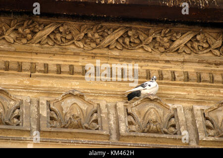 Bucharest, Romania. Pigeon sitting on the ornament of an old house. Stock Photo