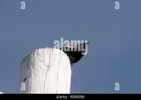 Red-winged blackbird male Stock Photo