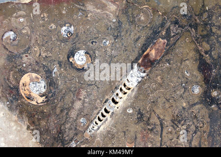 Petrified fossil shells of goniatites, ammonites and orthoceras in stone Stock Photo
