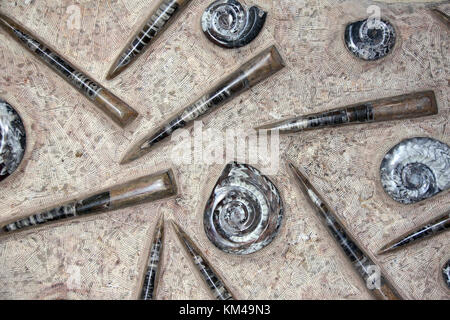 Petrified fossil shells of goniatites, ammonites and orthoceras in stone Stock Photo