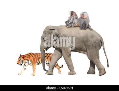 Animal friendship. Tiger, three monkey hamadry are riding on the back of an elephant. Isolated on white background Stock Photo