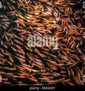 School of goldfishes, Madu Ganga, Sri Lanka Stock Photo