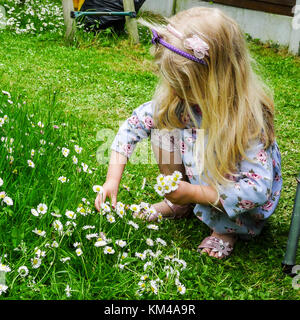 Child, little blonde girl with long hair, picking daisies in long grass in the garden in spring time, Ireland, little blonde girl Stock Photo