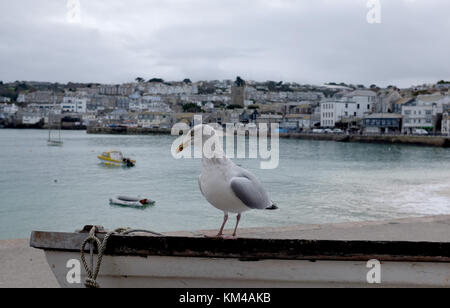 Herring Gull seagull at the harbour in St Ives Cornwall UK Stock Photo