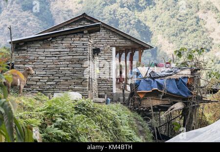 Situated directly on the often steep slope are many of the typical farmhouses in the Annapurna area. (02 December 2016) | usage worldwide Stock Photo