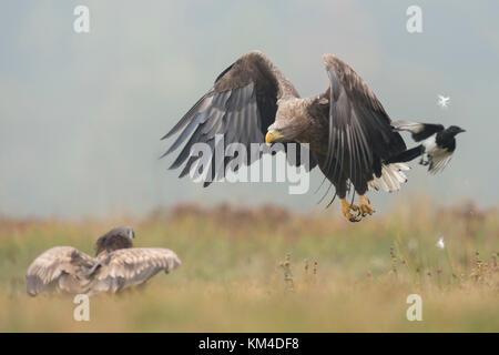 White-tailed Eagle / Sea Eagle ( Haliaeetus albicilla ), adult in flight attacks, chasing a young one sitting on the ground, wildlife, Europe. Stock Photo
