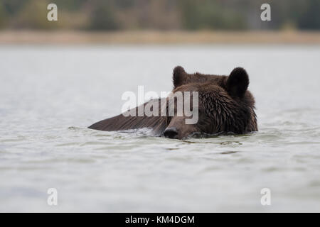 European Brown Bear / Europaeischer Braunbaer ( Ursus arctos ) swimming, bathing, playing in water, in a lake. Stock Photo